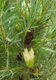 Protea repens