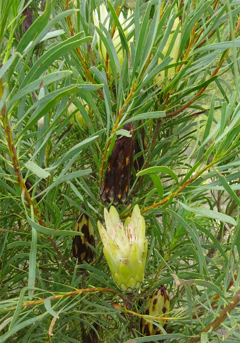 Изображение особи Protea repens.