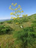 Ferula tenuisecta