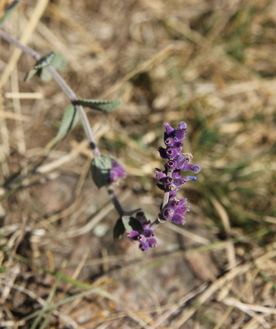 Image of Nepeta mussinii specimen.