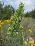 Agropyron pectinatum