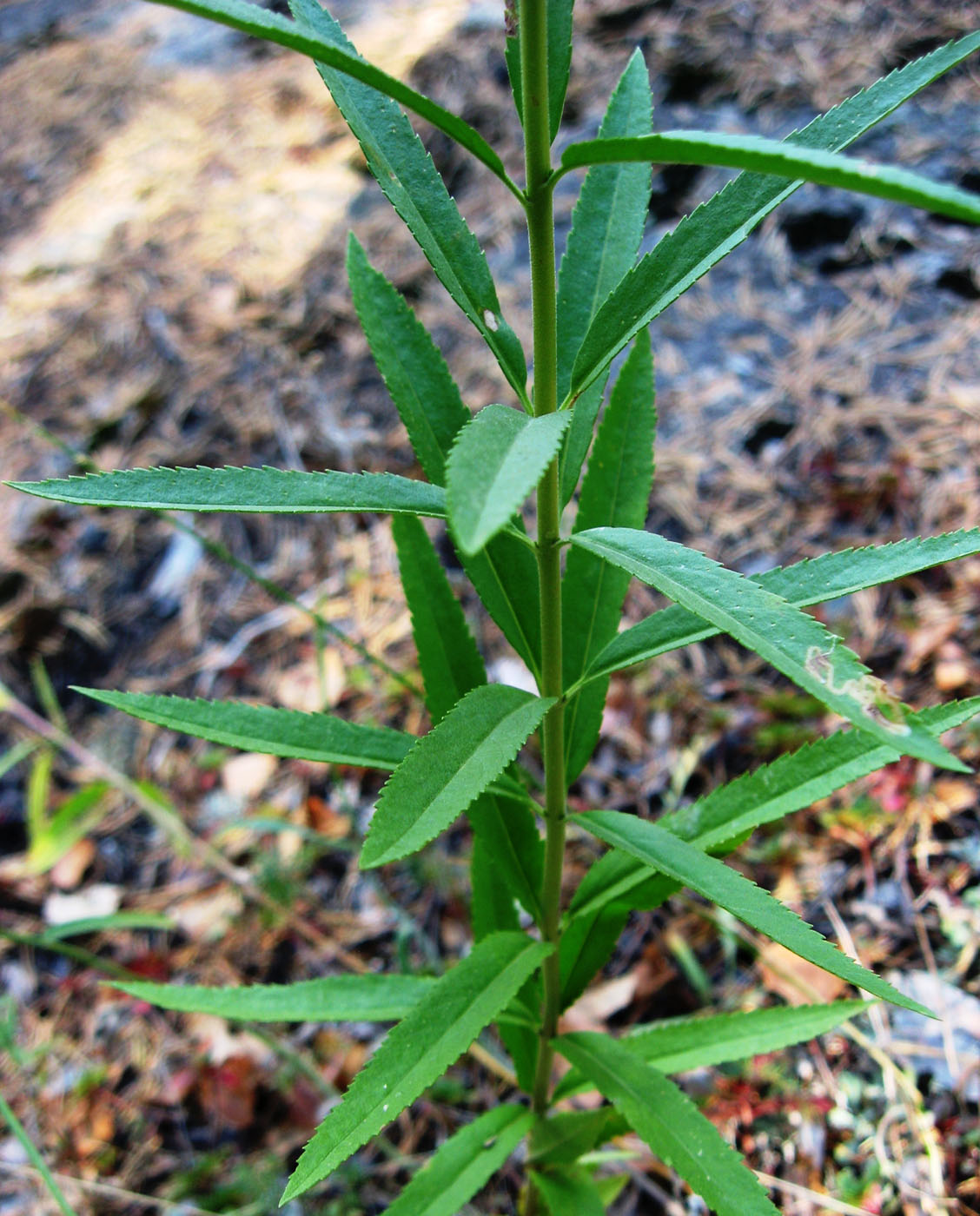 Image of Veronica spuria specimen.