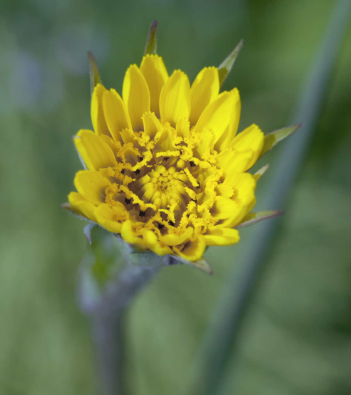 Изображение особи Tragopogon pratensis.