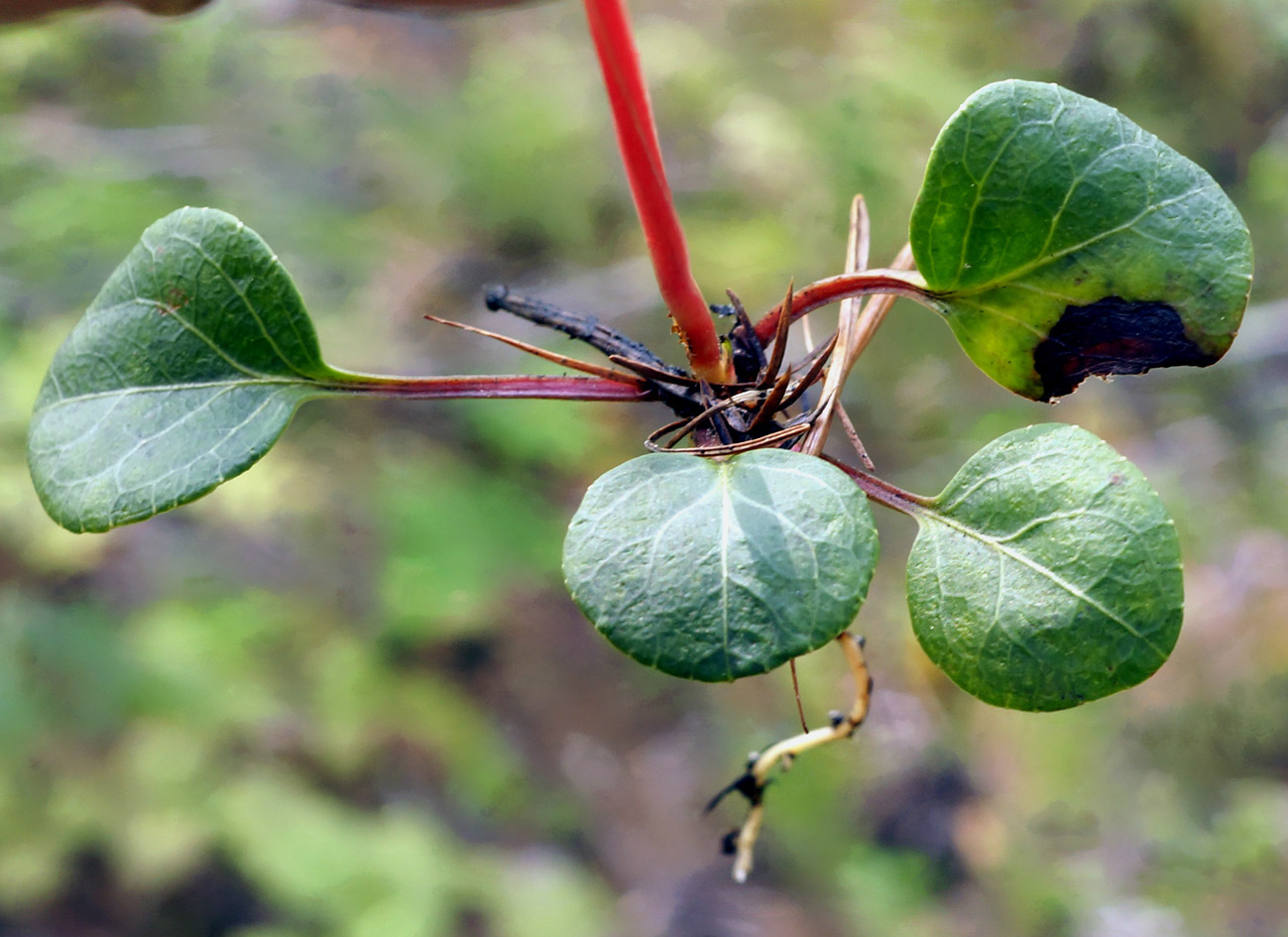 Image of Pyrola chlorantha specimen.