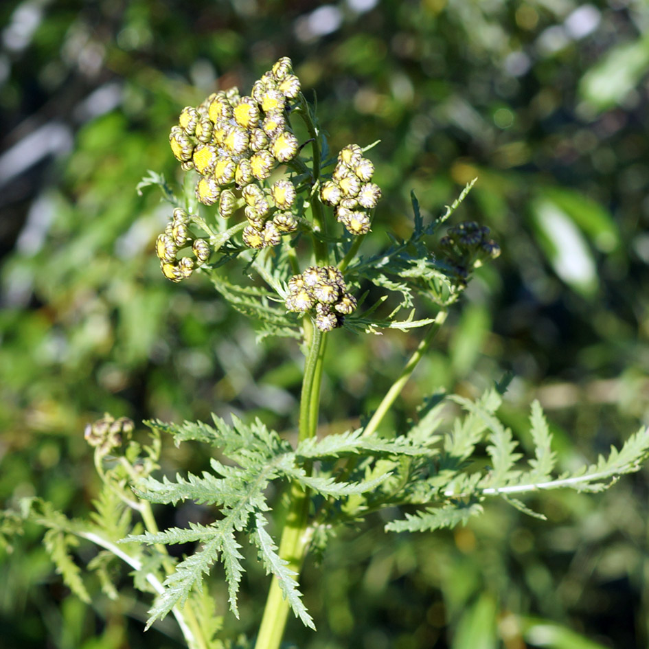 Image of Tanacetum boreale specimen.