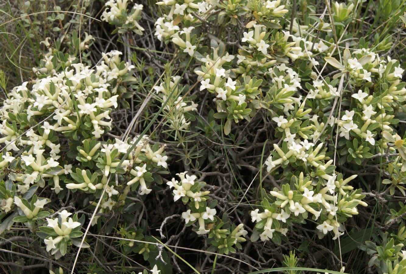 Image of Daphne kurdica specimen.