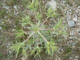 Eryngium campestre. Вид растения сверху. Южный Берег Крыма, окр. г. Ялта. 28.06.2010.