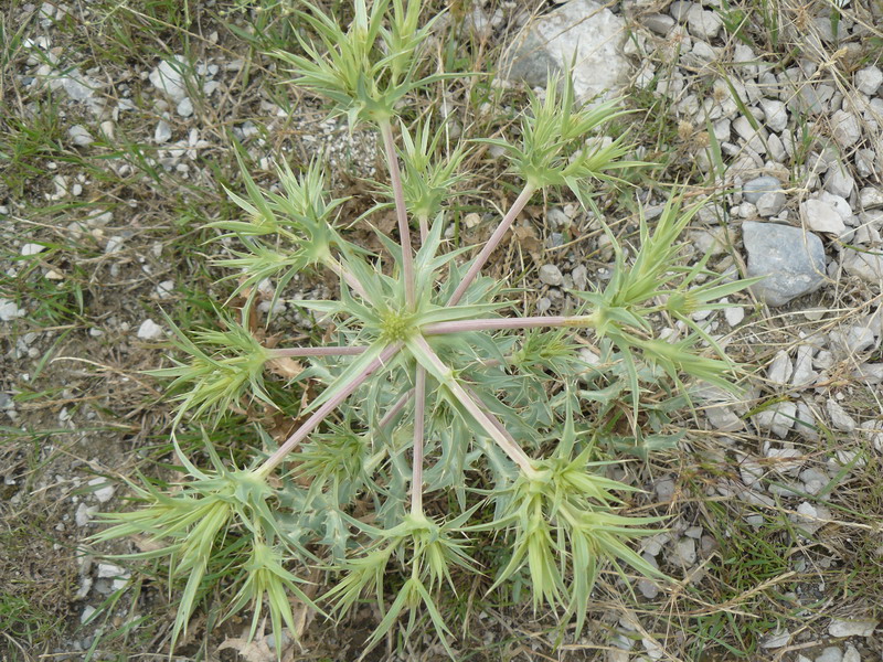 Image of Eryngium campestre specimen.