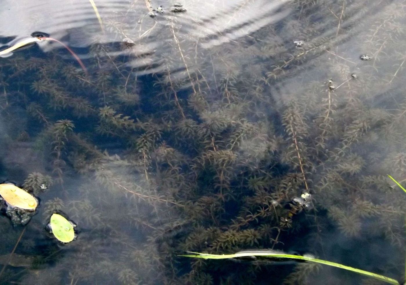 Изображение особи Hydrilla verticillata.