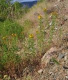 Hypericum veronense