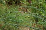 Asparagus officinalis