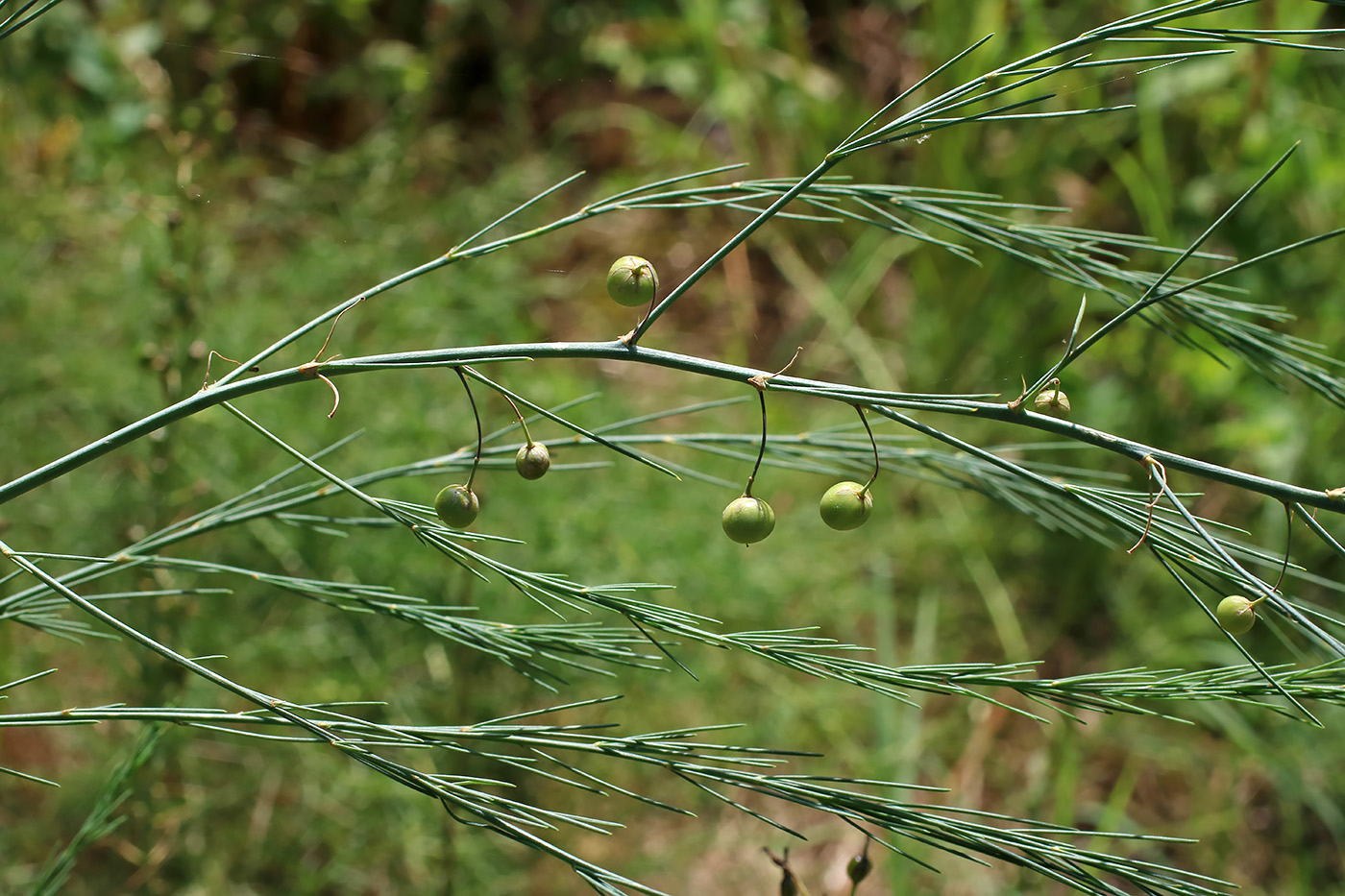 Изображение особи Asparagus officinalis.