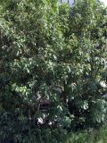 Sorbus &times; thuringiaca