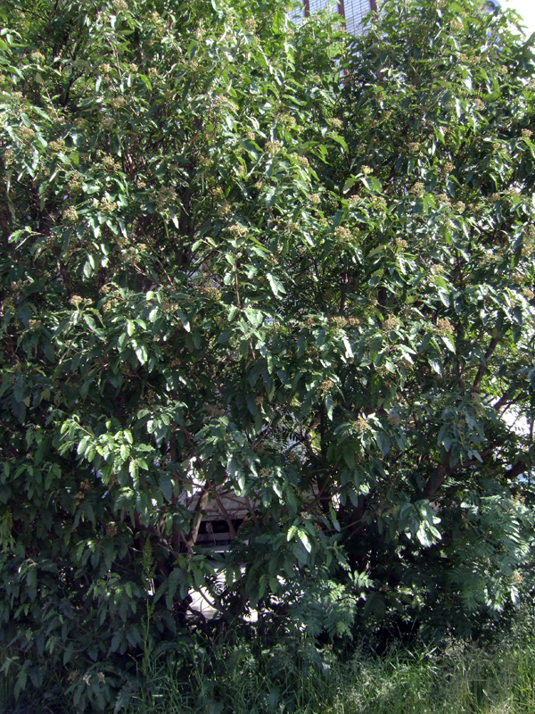 Image of Sorbus &times; thuringiaca specimen.