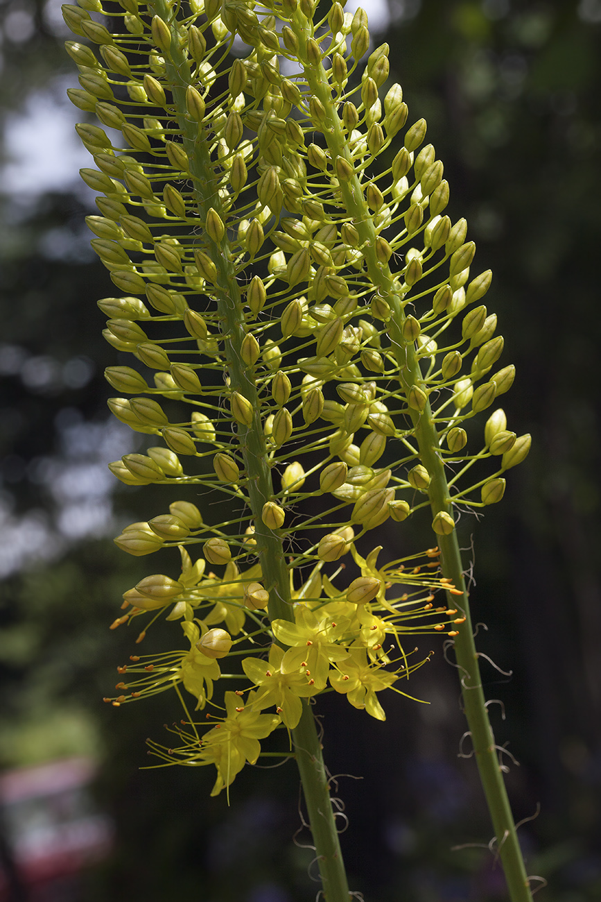 Изображение особи Eremurus stenophyllus.