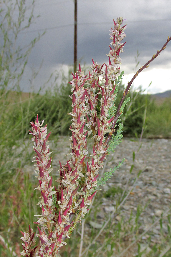 Image of Myricaria bracteata specimen.
