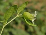 Cucubalus japonicus