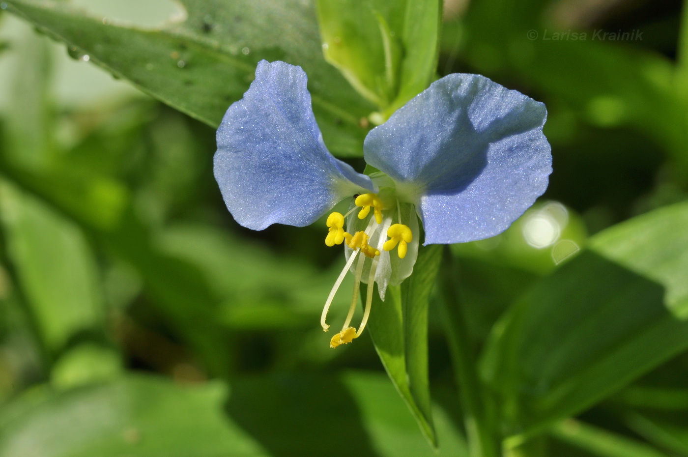 Изображение особи Commelina communis.