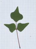 Image of taxon representative. Author is Татьяна Мальчинская