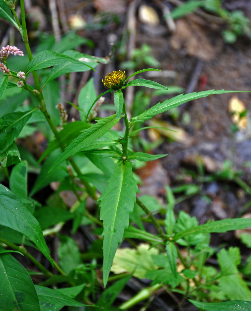 Image of Bidens cernua specimen.