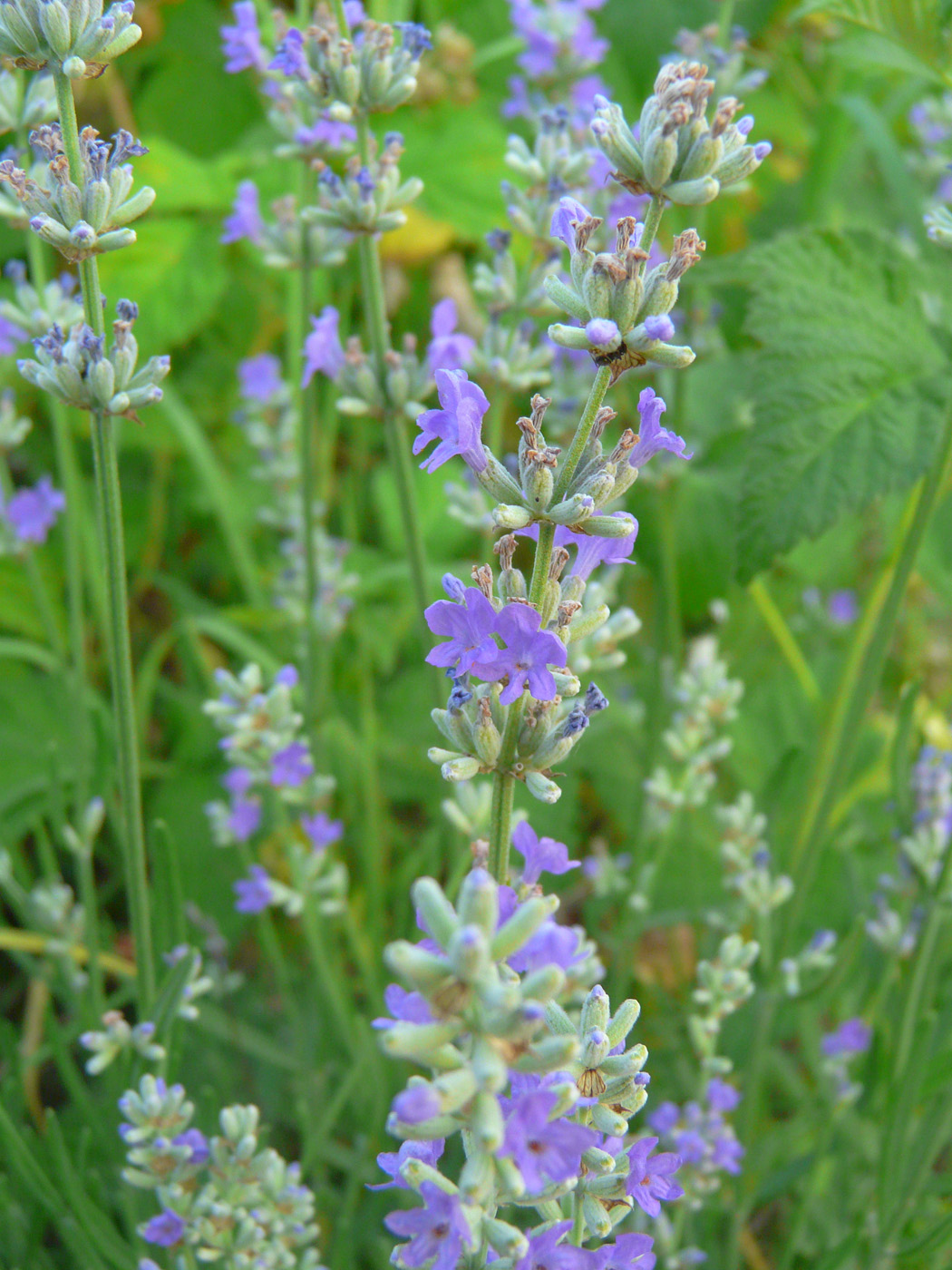 Image of Lavandula angustifolia specimen.