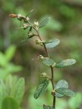 Chamaedaphne calyculata. Верхушка побега с незрелыми плодами. Ленинградская обл., окр. дер. Кемка, кустарничково-сфагновый сосняк. 10.06.2010.