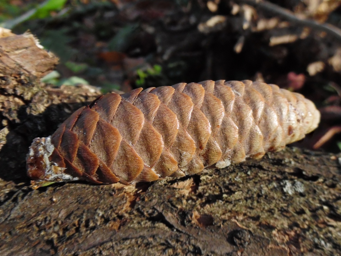 Image of Picea &times; fennica specimen.