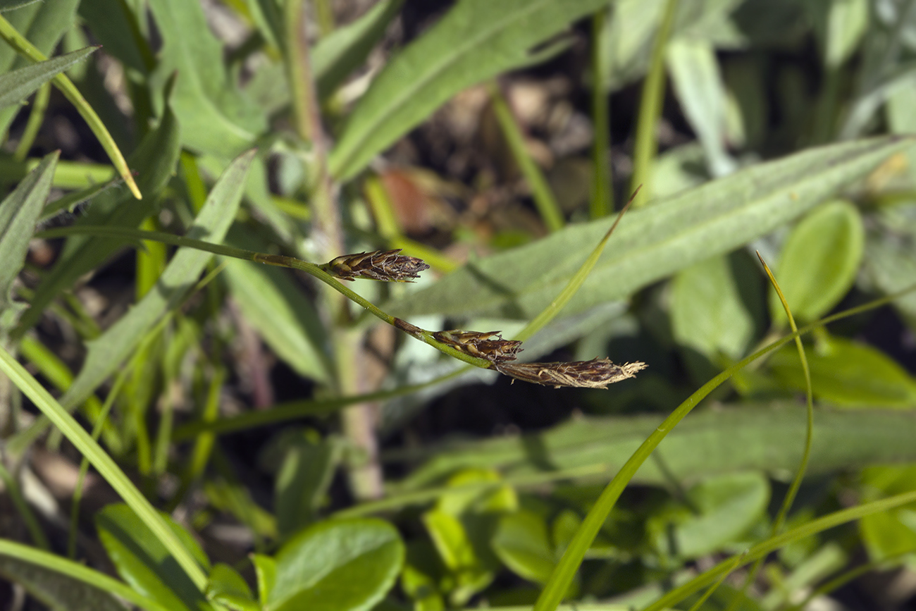 Image of Carex microtricha specimen.