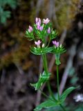 род Centaurium. Верхушка расцветающего растения. Сербия, национальный парк Тара, плоскогорье Равна Тара, западный берег оз. Заовине, опушка смешанного леса. 09.07.2019.