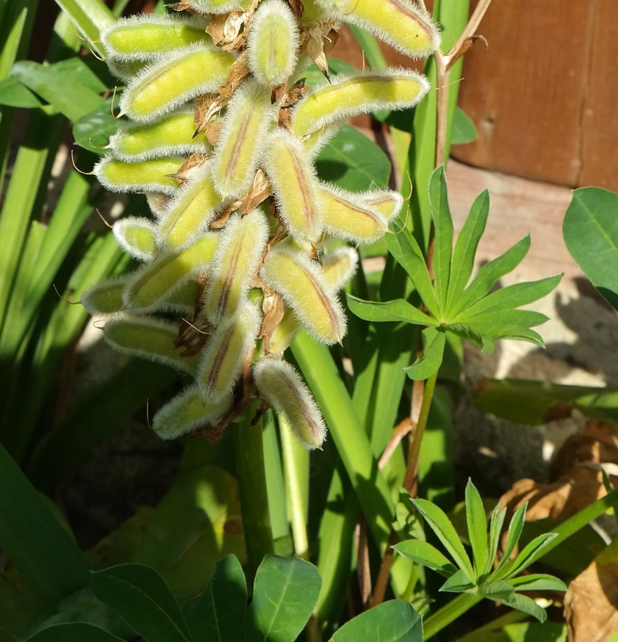 Изображение особи Lupinus × regalis.