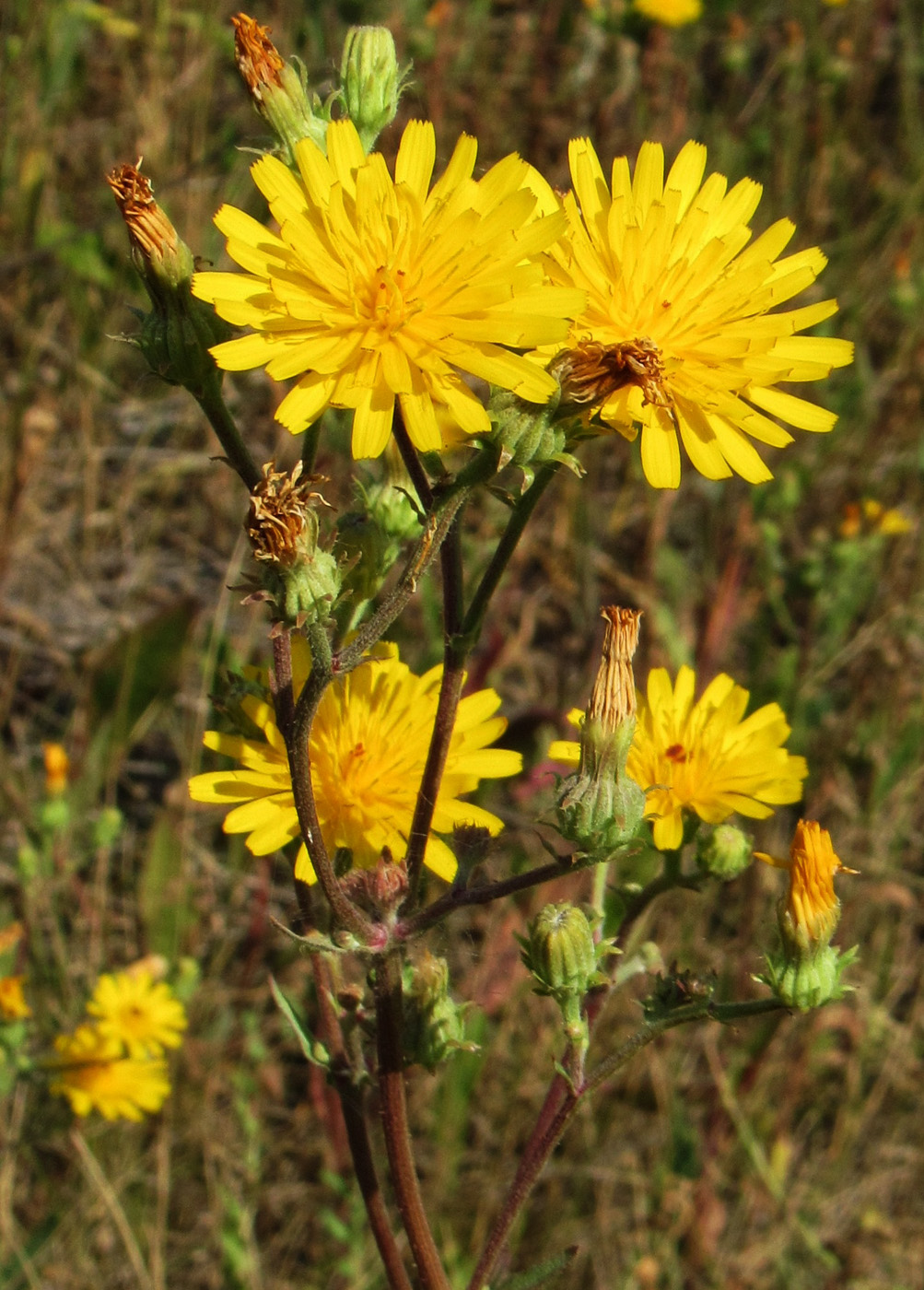 Image of Picris hieracioides specimen.