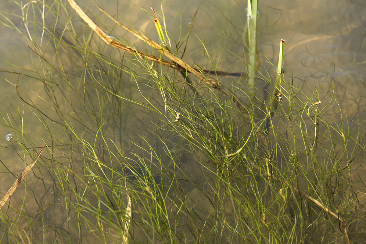 Image of Potamogeton pectinatus specimen.