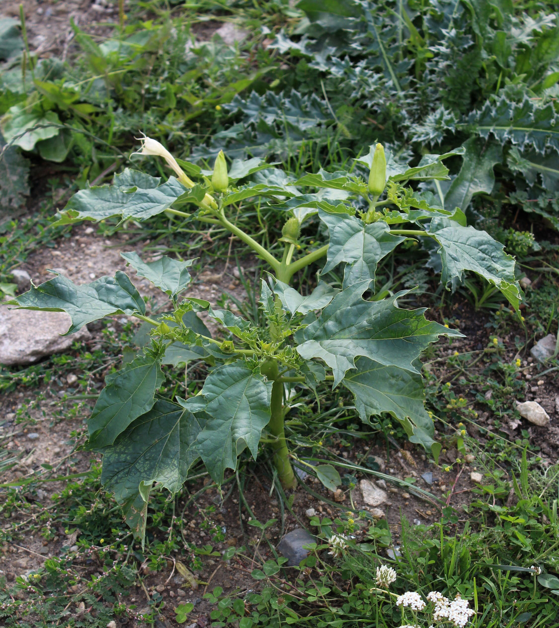 Image of Datura stramonium specimen.