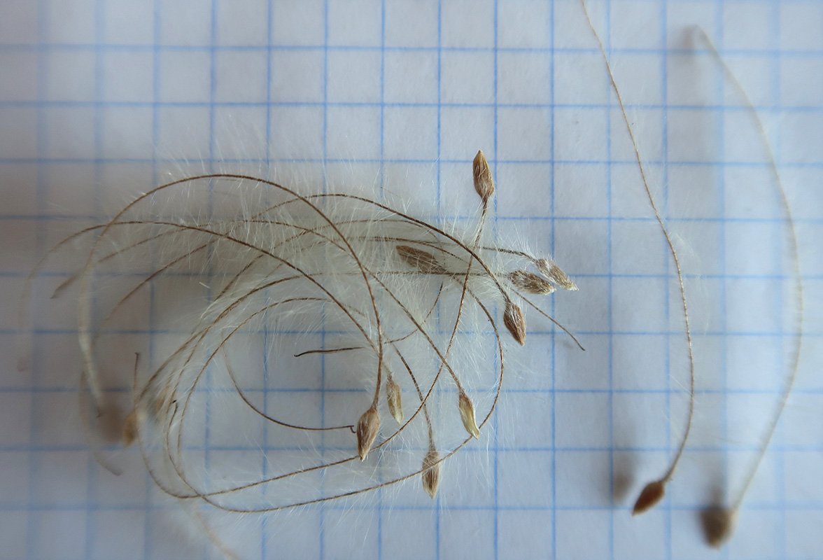 Image of Clematis tangutica specimen.