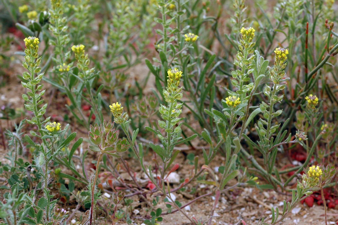 Image of Alyssum turkestanicum var. desertorum specimen.