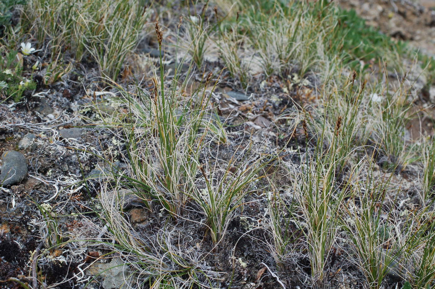 Изображение особи Carex rupestris.
