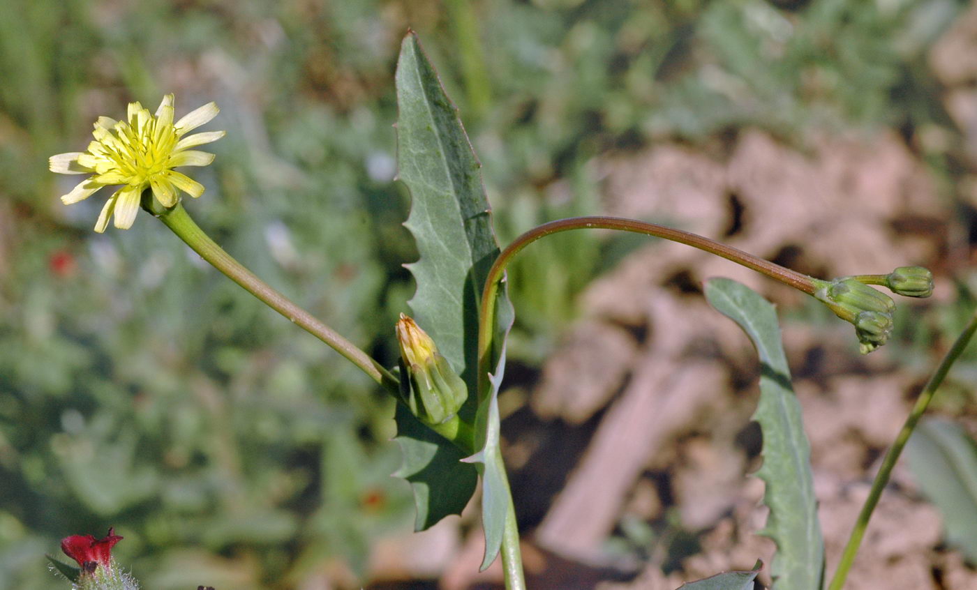 Изображение особи Heteracia szovitsii.