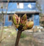 Syringa pinnatifolia. Верхушка побега с генеративными почками. Видно молодое соцветие. Московская обл., Щёлковский р-н, в культуре. 04.04.2020.