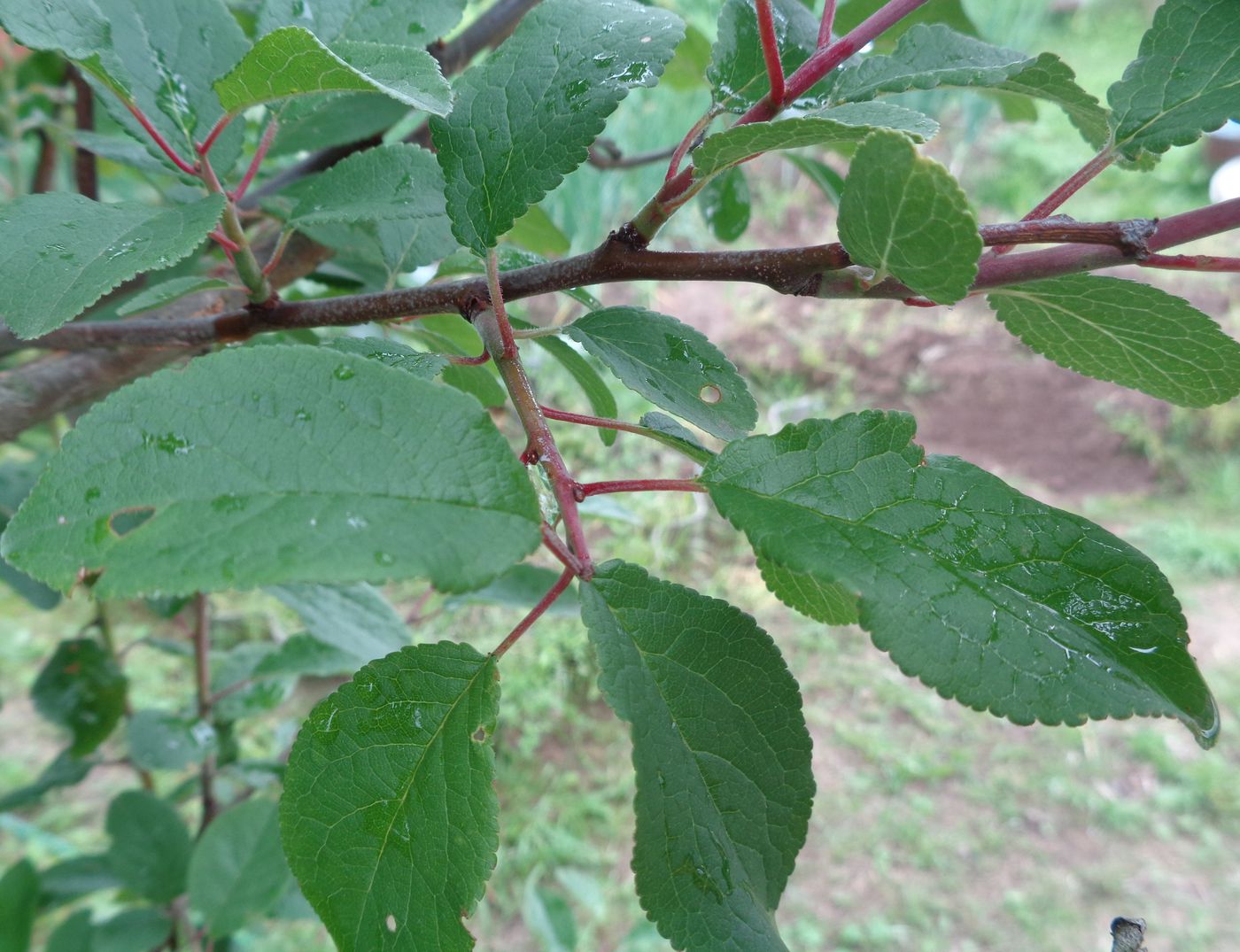 Изображение особи Prunus domestica.