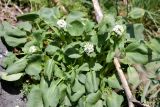 Valeriana ficariifolia