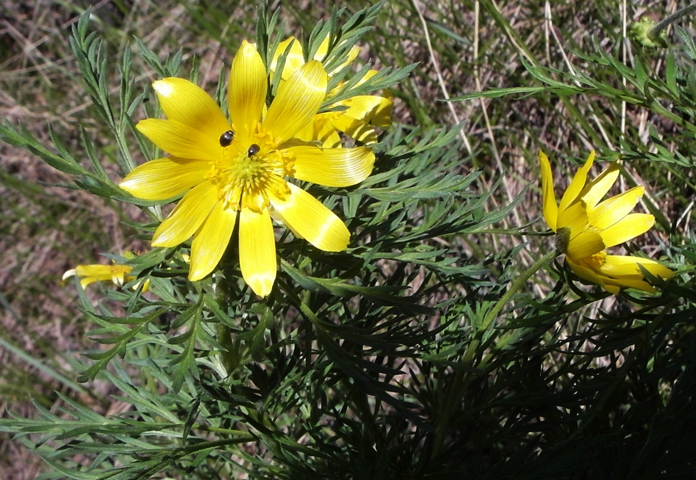 Image of Adonis volgensis specimen.