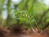 Polygonatum odoratum. Цветущее растение. Ростовская обл., Каменский р-н, окр. станицы Калитвенская, сосновый аренный лес. 10.05.2020.