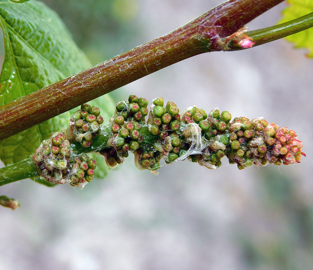 Изображение особи Vitis vinifera.