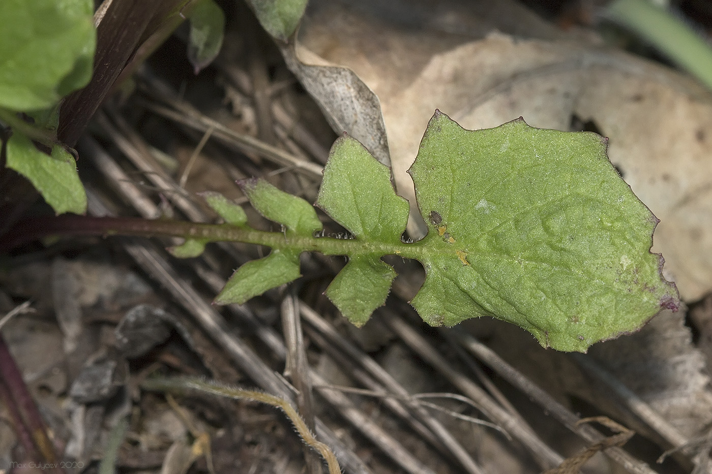 Image of Crepis pulchra specimen.