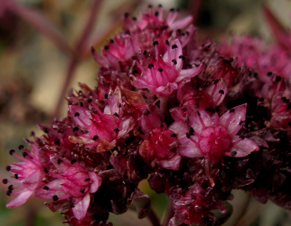 Изображение особи Hylotelephium ewersii.