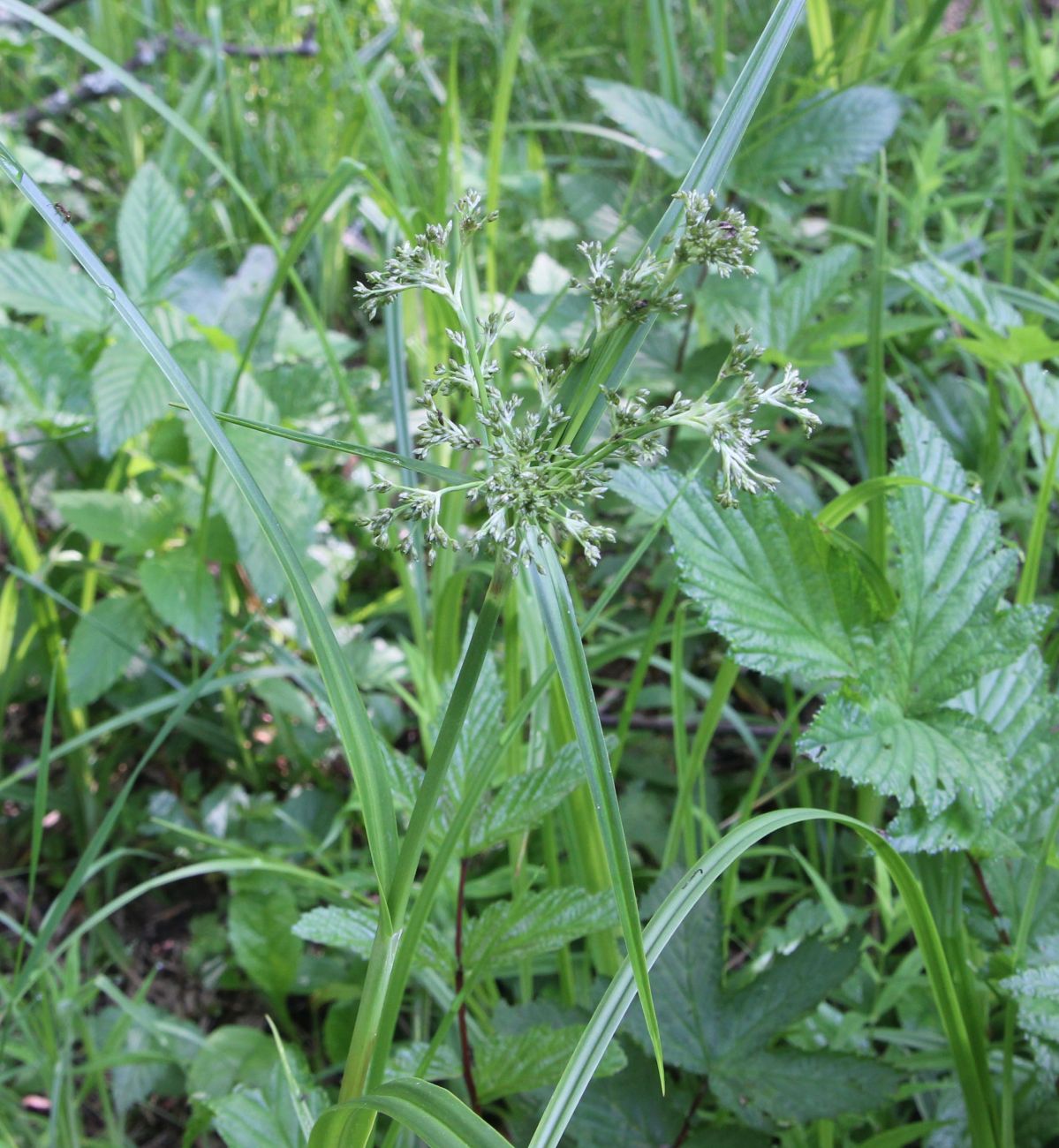 Изображение особи Scirpus sylvaticus.