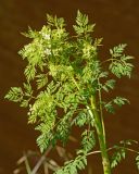 Conium maculatum