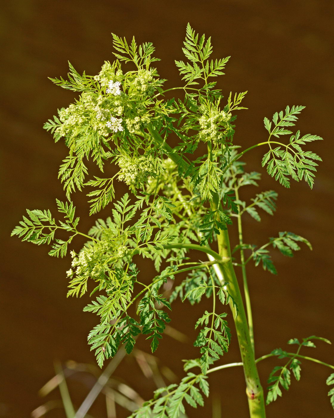 Изображение особи Conium maculatum.