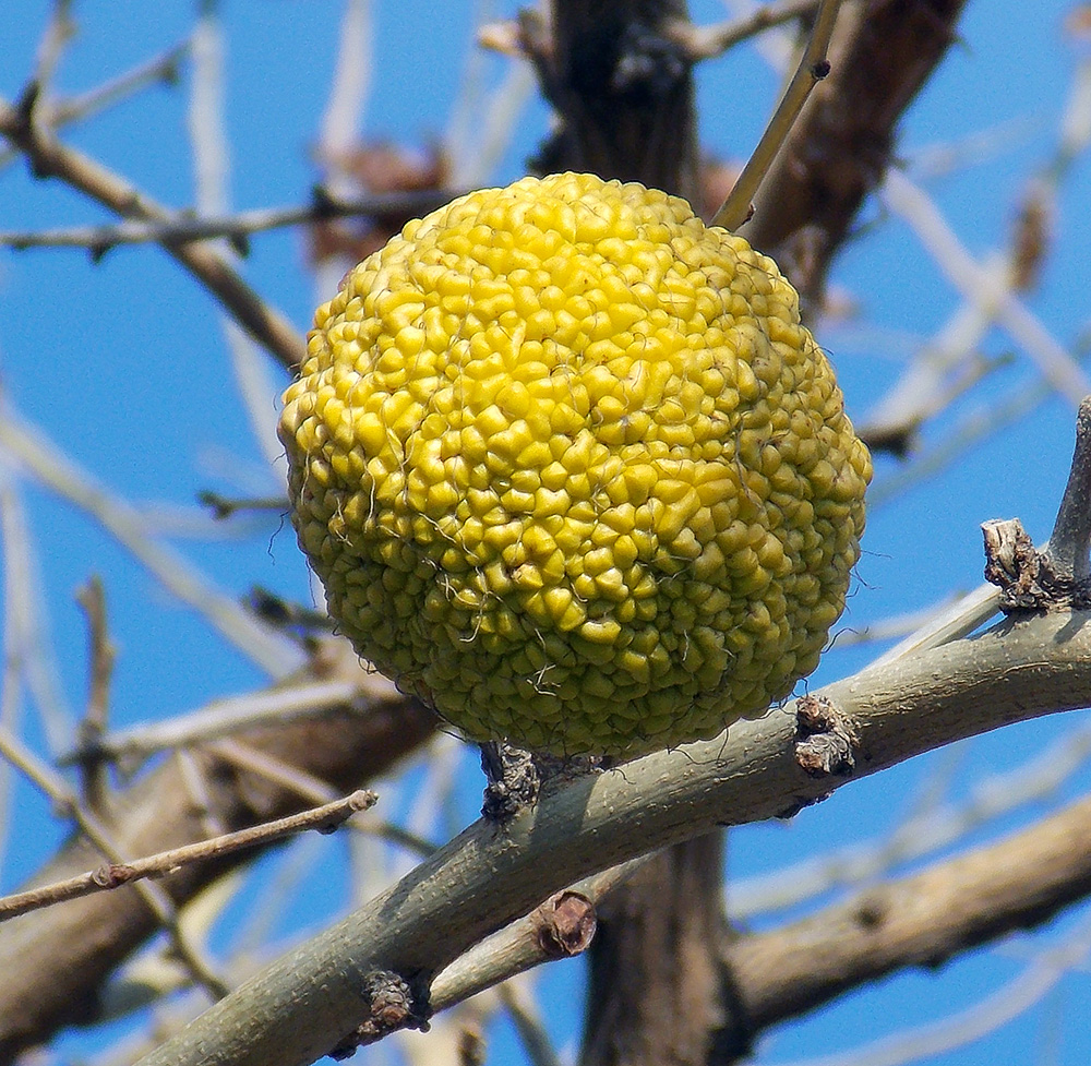 Изображение особи Maclura pomifera.