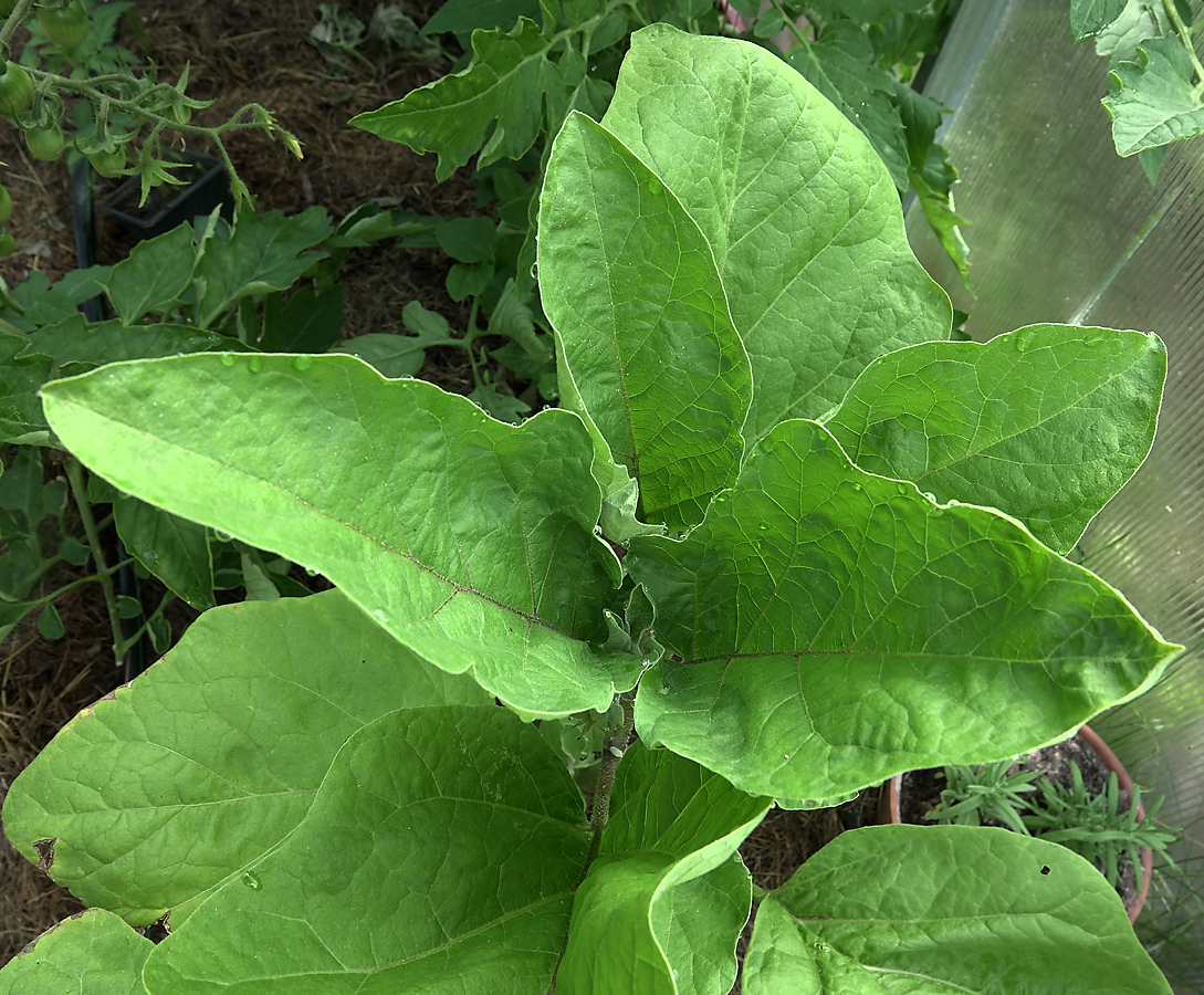 Изображение особи Solanum melongena.